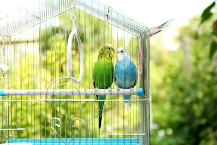 How to Choose the Right Budgies Cage 