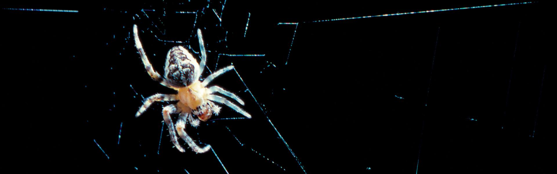 The autonomous legs of arachnids