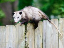 How To Catch A Possum Without Hurting?