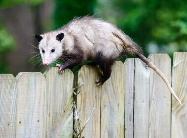 How To Catch A Possum Without Hurting?